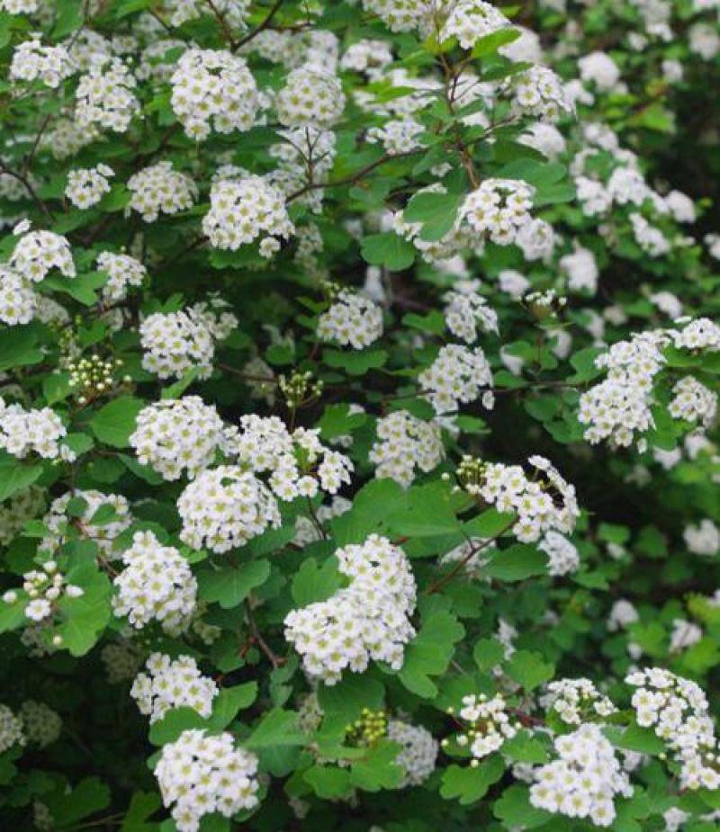 冰生溲疏种子林木种子花雪球庭院阳台多年生灌木植物耐阴花