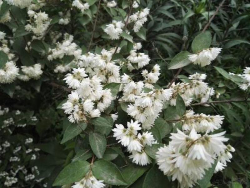 冰生溲疏种子林木种子花雪球庭院阳台多年生灌木植物耐阴花