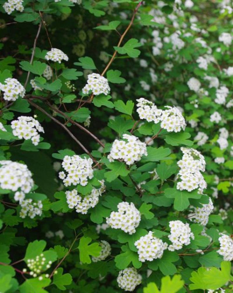 冰生溲疏种子林木种子花雪球庭院阳台多年生灌木植物耐阴花