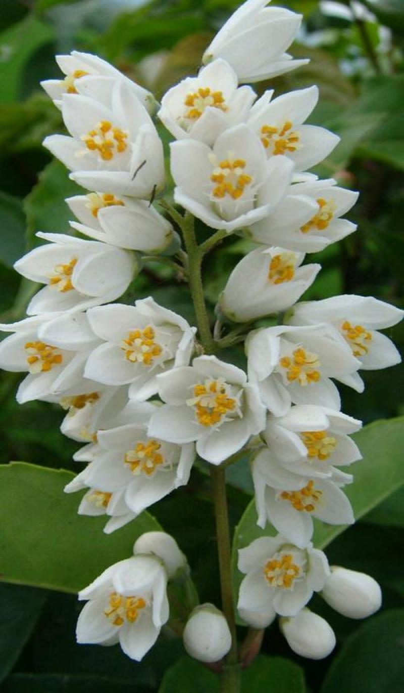 冰生溲疏种子林木种子花雪球庭院阳台多年生灌木植物耐阴花