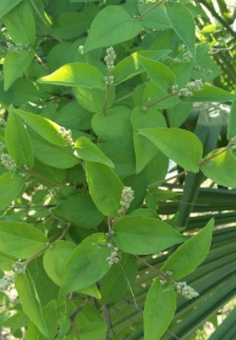冰生溲疏种子林木种子花雪球庭院阳台多年生灌木植物耐阴花