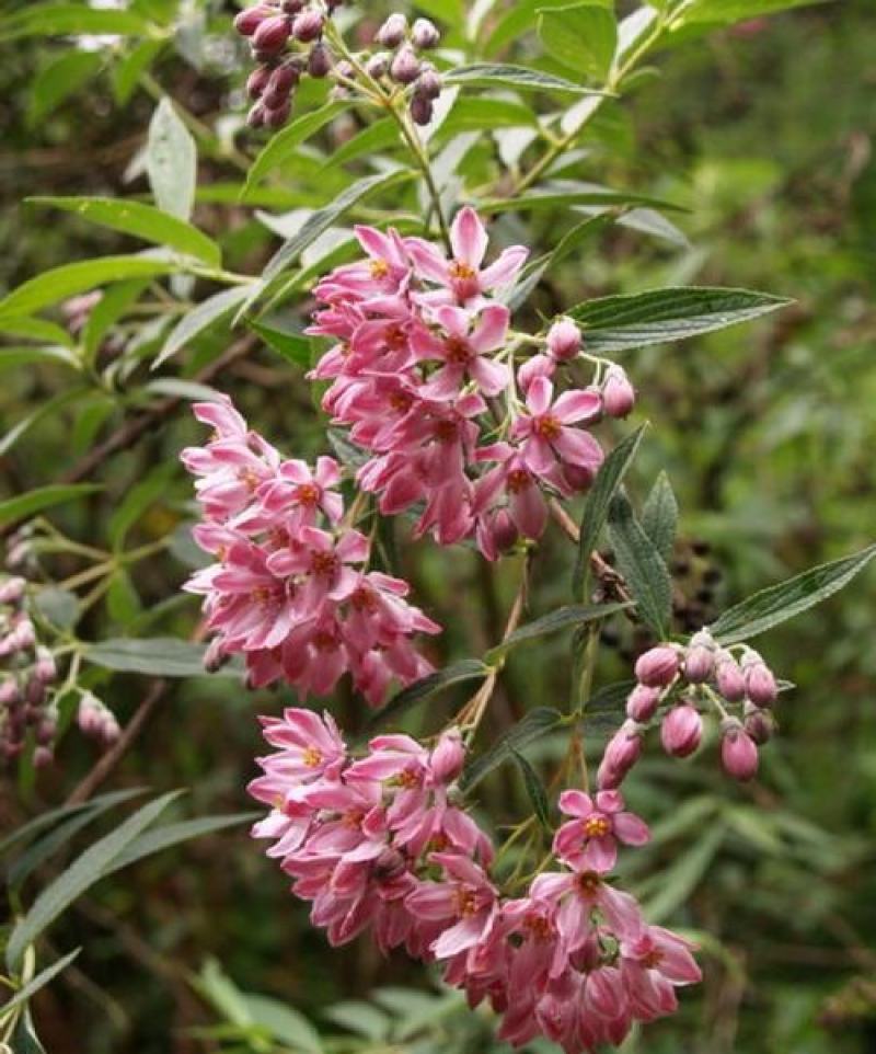 冰生溲疏种子林木种子花雪球庭院阳台多年生灌木植物耐阴花