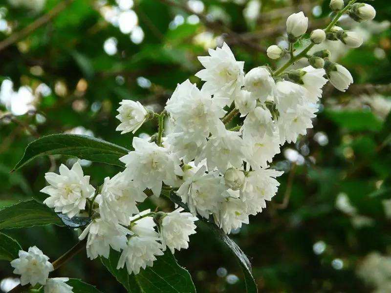 冰生溲疏种子林木种子花雪球庭院阳台多年生灌木植物耐阴花