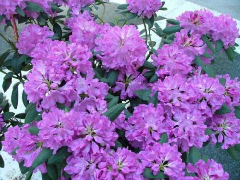 云锦杜鹃种子林木种子量大优惠提供种植技术