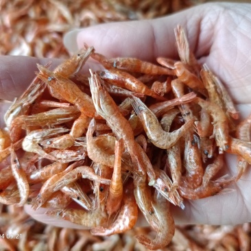 大量批发河虾虾干虾米无盐全干烤虾烤红虾中虾