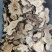 苍术关苍术朱砂点苍术含量高炒苍术无硫熏农副产品