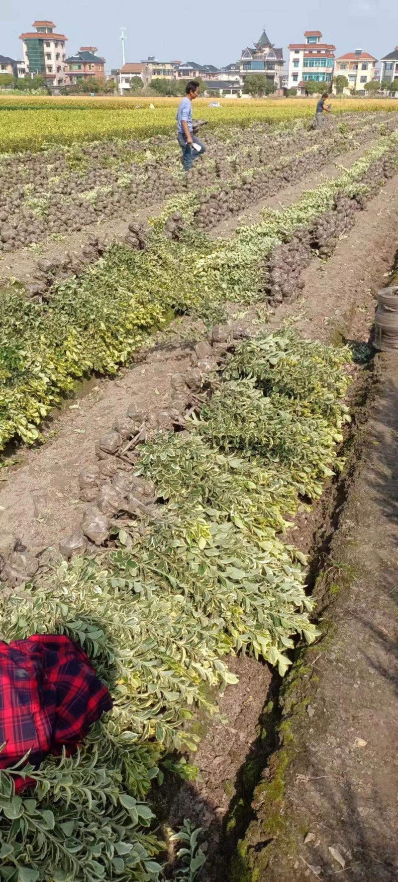 金边黄杨苗，30一60公分高，大量出售，欢迎订购