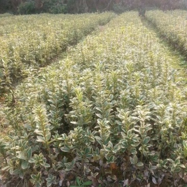 金边黄杨苗，30一60公分高，大量出售，欢迎订购