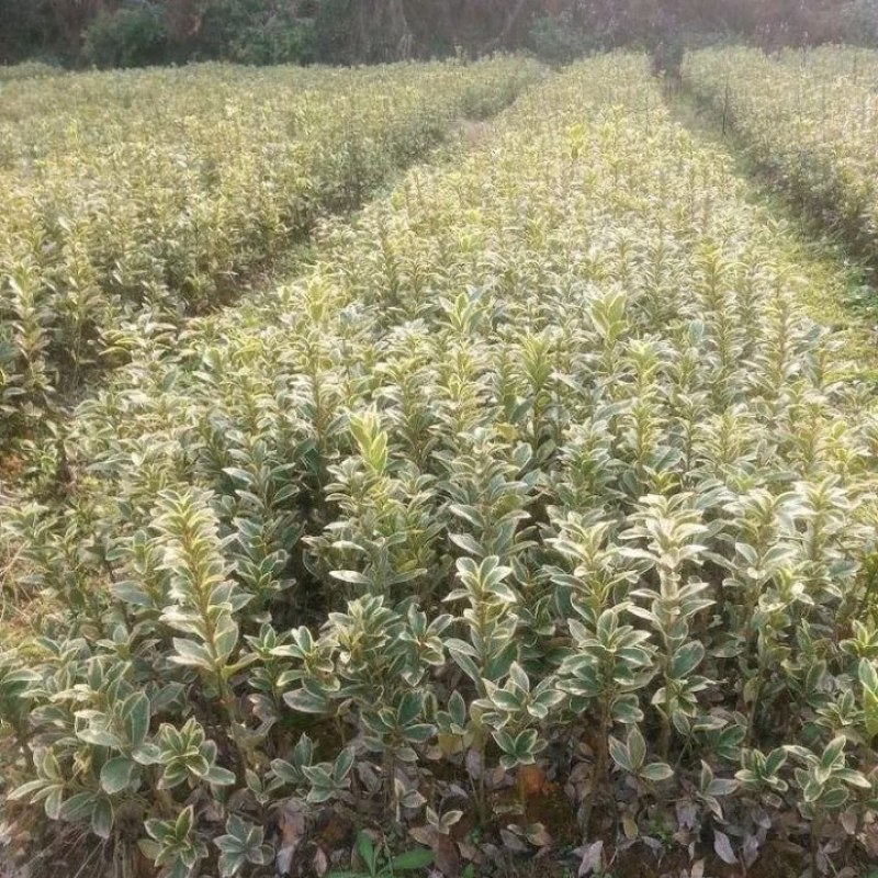 金边黄杨苗，30一60公分高，大量出售，欢迎订购