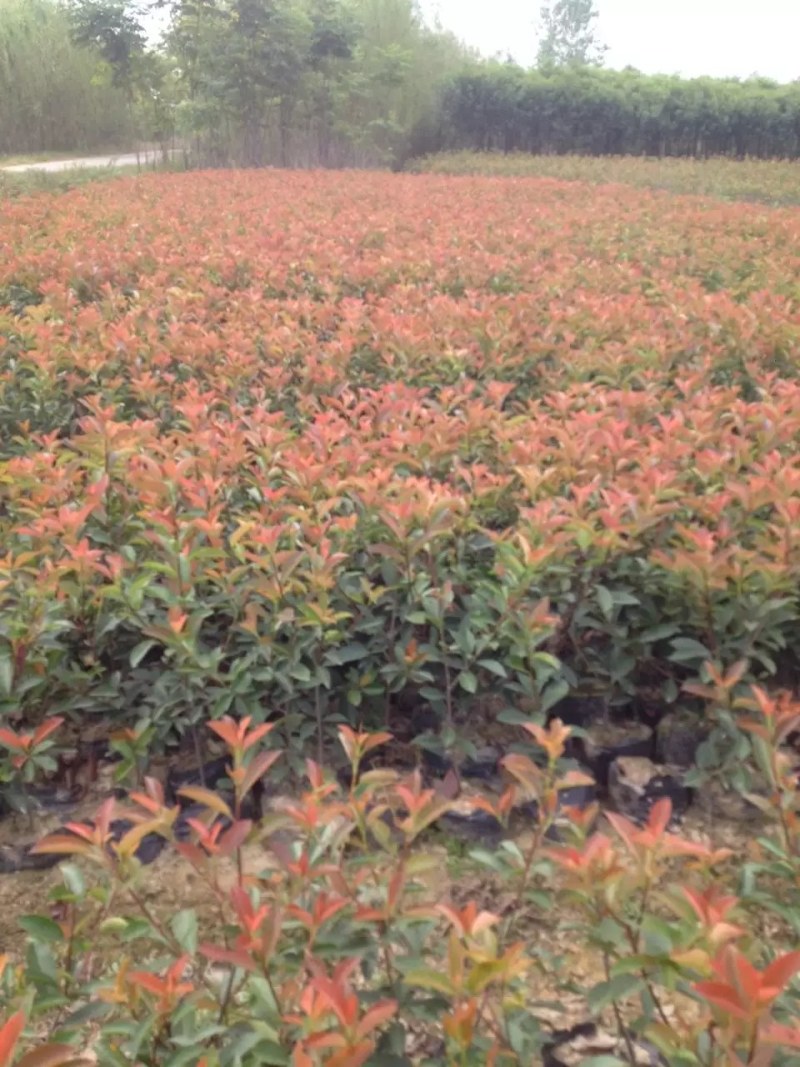 红叶石楠杯苗，海量出售，量大从优，欢迎采购