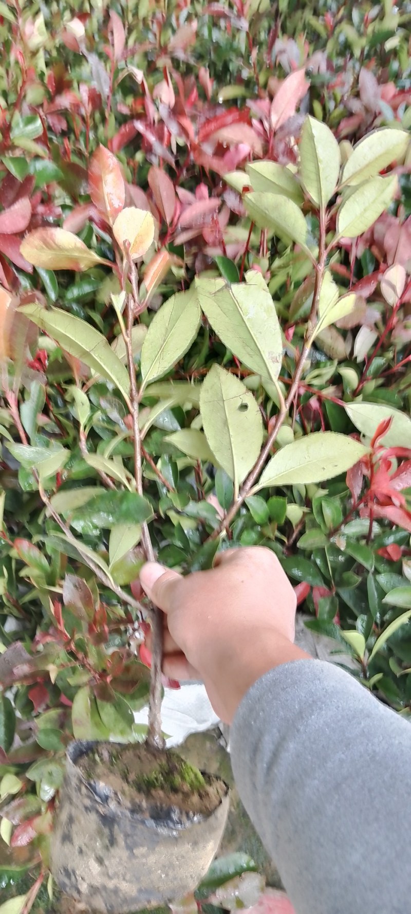 红叶石楠杯苗，海量出售，量大从优，欢迎采购