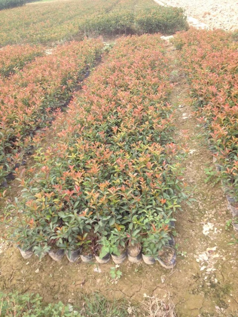 红叶石楠杯苗，海量出售，量大从优，欢迎采购
