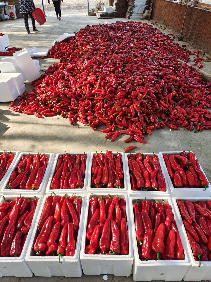 芜湖泡椒20-25厘米，现采现摘，颜色红，条型直