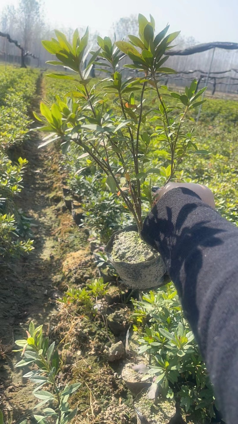 毛杜娟大杯苗30一50公分高，基地直销，量大从优欢迎采购