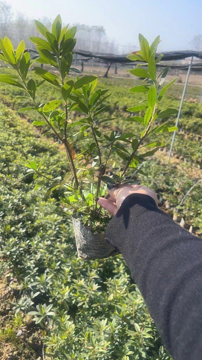 毛杜娟大杯苗30一50公分高，基地直销，量大从优欢迎采购