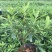 毛杜娟大杯苗30一50公分高，基地直销，量大从优欢迎采购