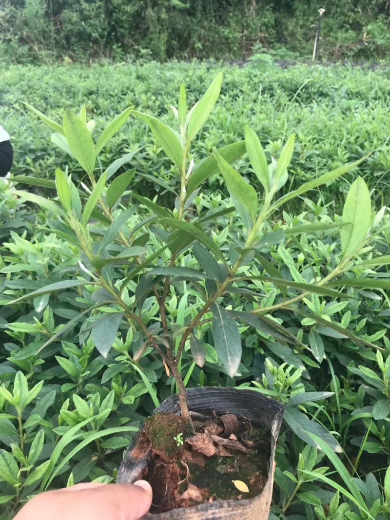 毛杜娟大杯苗30一50公分高，基地直销，量大从优欢迎采购