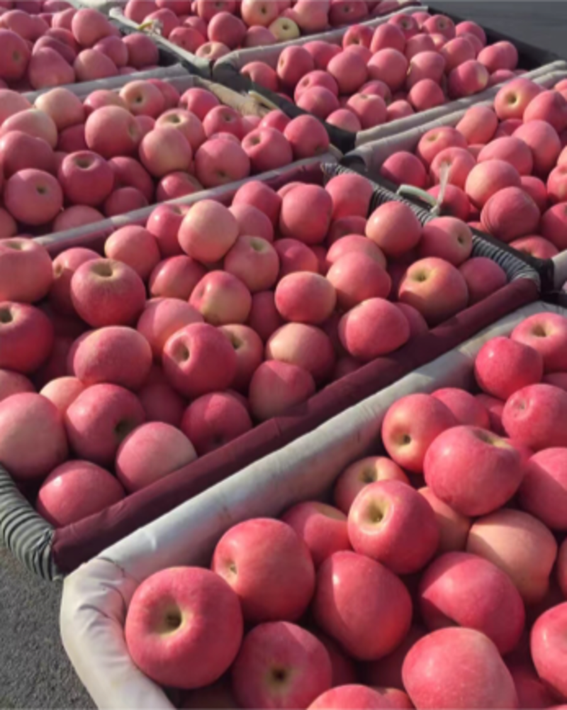 红富士苹果产地大降价！精品全红果！条红果！货源充足保证质