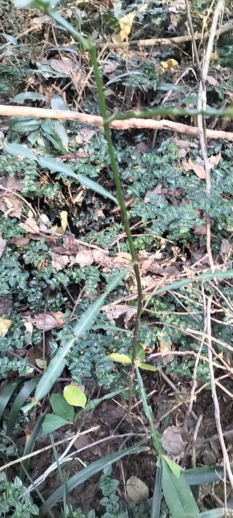 虎刺，绣花针，大叶虎刺，高脚，鲜货，微LIRRZMO