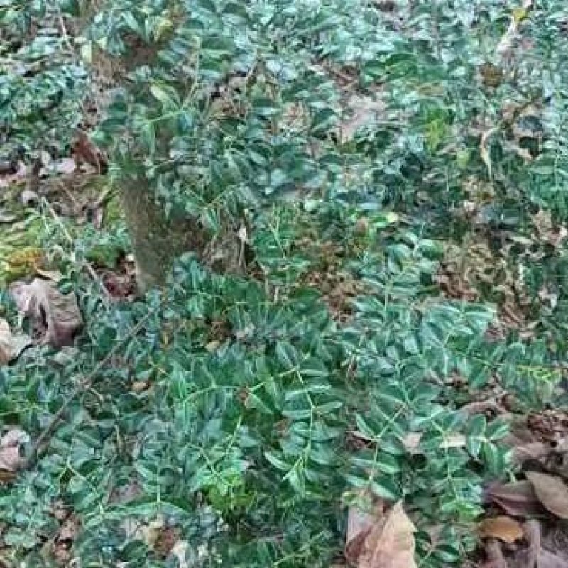 虎刺，绣花针，大叶虎刺，高脚，鲜货，微LIRRZMO