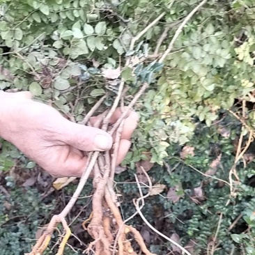 虎刺，绣花针，大叶虎刺，高脚，鲜货，微LIRRZMO