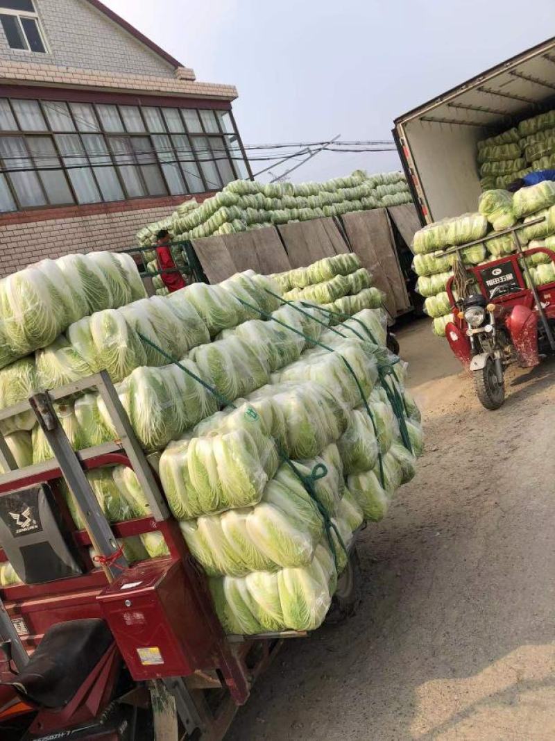 江苏海安黄心大白菜/产地大量供应，超市/电商/超市