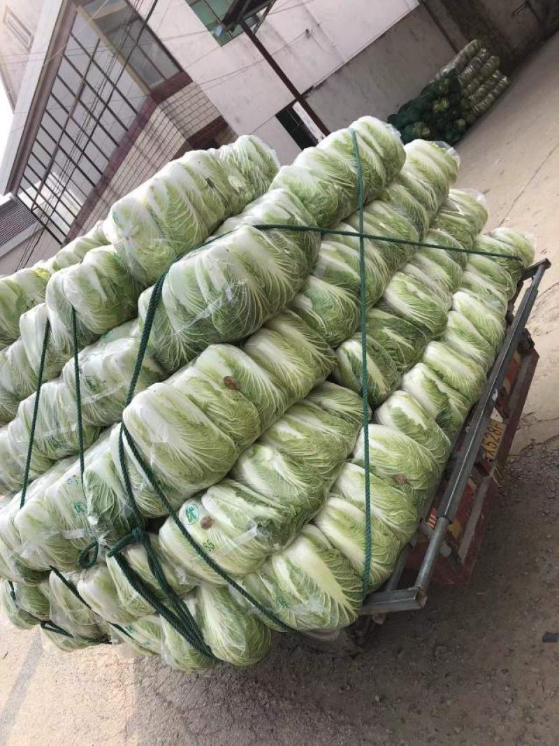 江苏海安黄心大白菜/产地大量供应，超市/电商/超市