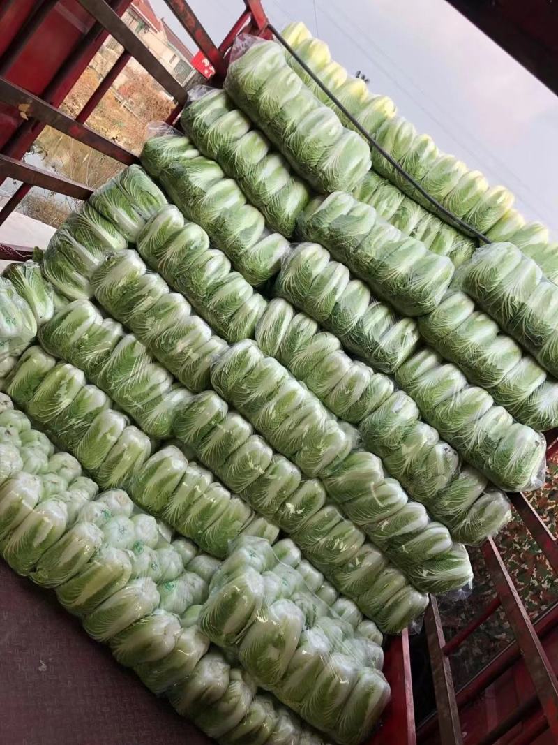 江苏海安黄心大白菜/产地大量供应，超市/电商/超市