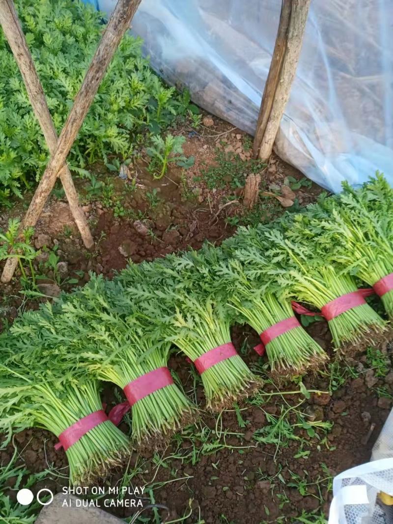 精品光杆茼蒿，无空心，货源充足，质量保证