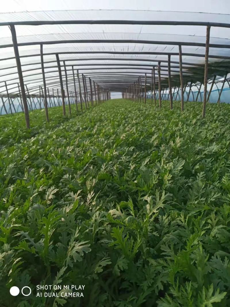 精品光杆茼蒿，无空心，货源充足，质量保证