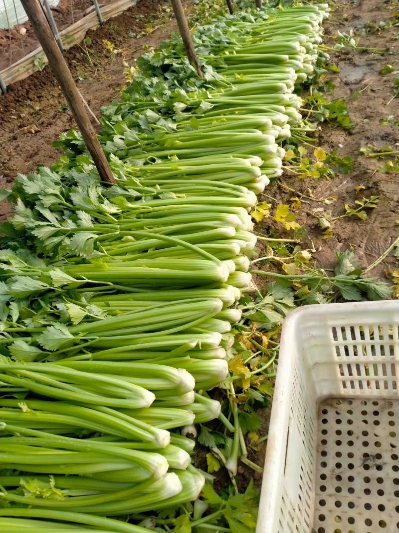 暖棚芹菜中颗细颗可打包，可打捆基地直发