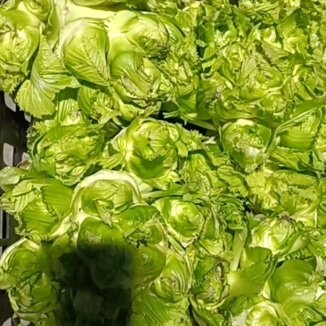 成都冬菜之光头儿菜！