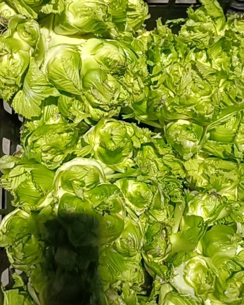 成都冬菜之光头儿菜！