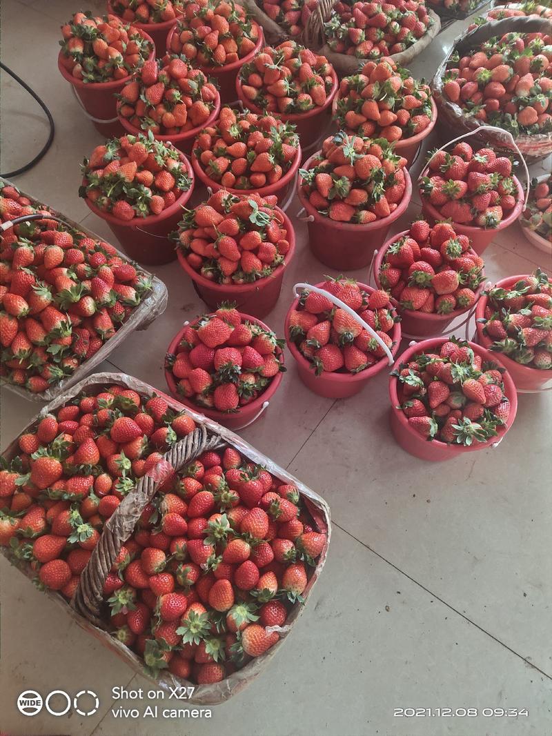 安丘市草莓，品种有甜宝(章姬)，隋珠香野，山口九号等。