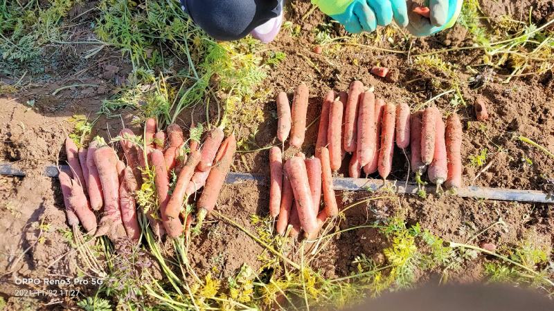 沙袋萝卜各种包装高中低档沙地秤杆红萝卜