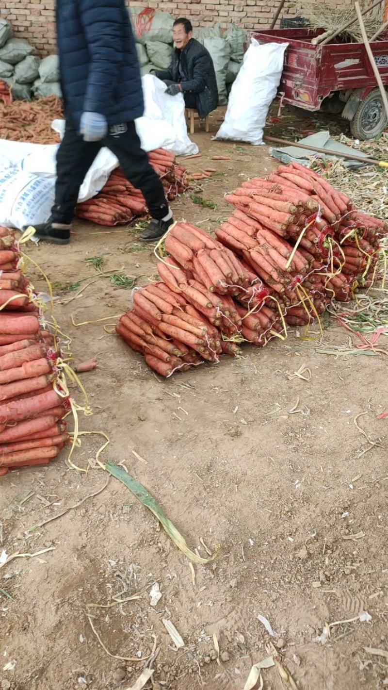 沙袋萝卜各种包装高中低档沙地秤杆红萝卜