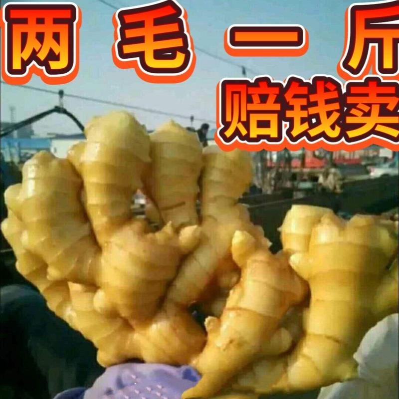 【精选】鲜姜大黄姜优质生姜产地代发代存全国发货保质保量