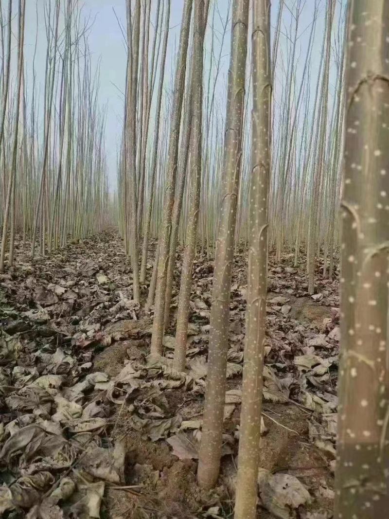 107速生杨树苗，107速生杨树苗插断，107速生杨种条