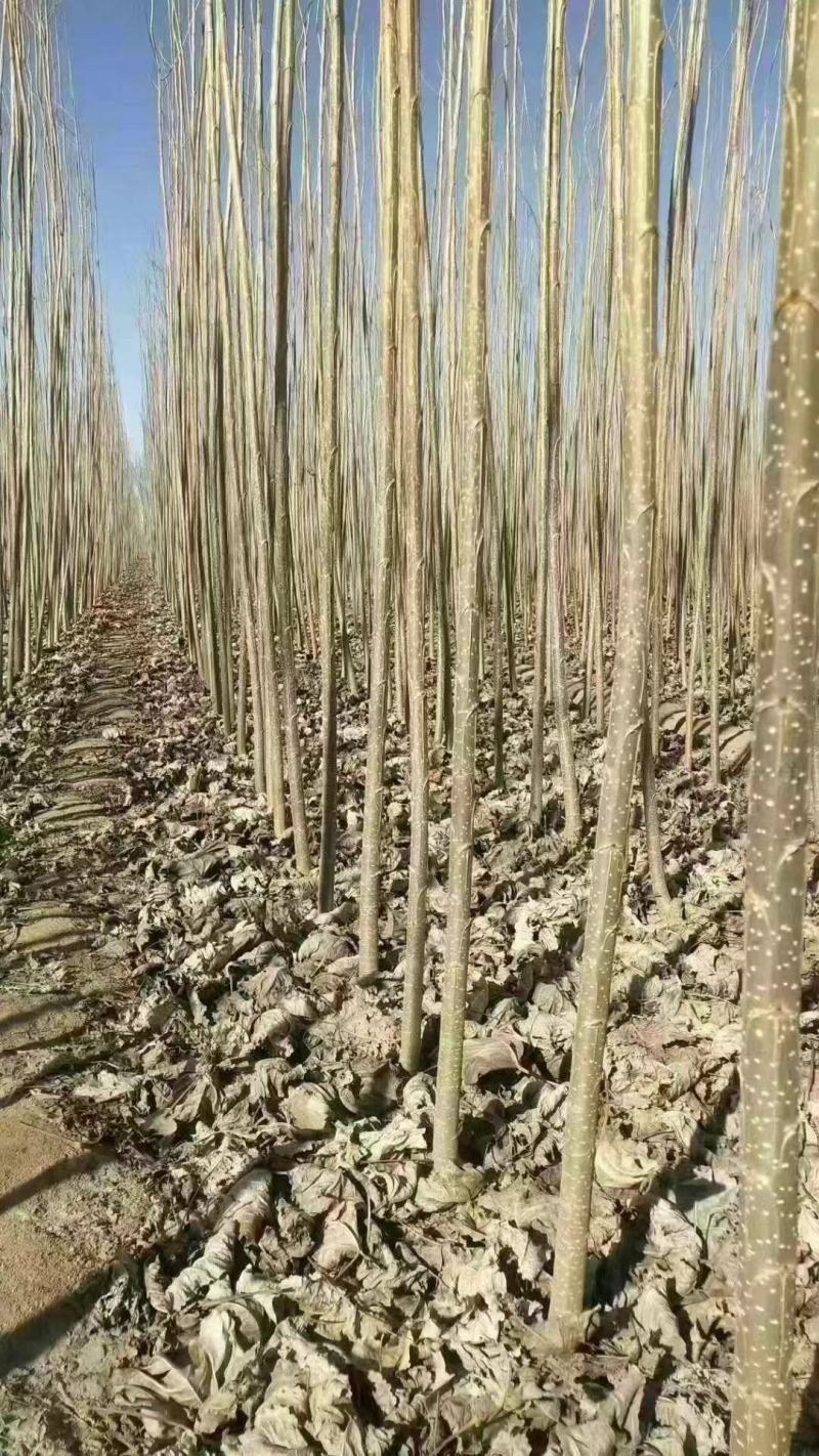 107速生杨树苗，107速生杨树苗插断，107速生杨种条