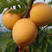 珍珠油杏嫁接苗吊杆杏树苗含香蜜杏树苗死苗补发