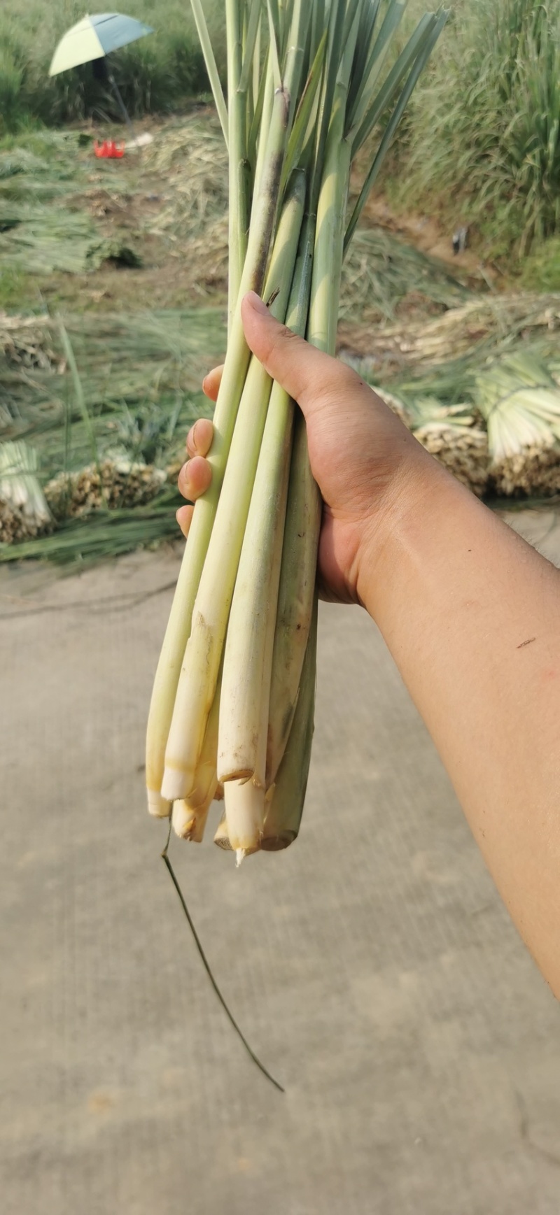 香茅草，质量优、量大有优惠够大条，诚信经营。