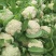 【精品菜花批发】青梗白面小米粒，散花，商超，新鲜上市