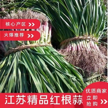 红根蒜苗，产地直供量大从优，欢迎新老朋友前来订购！