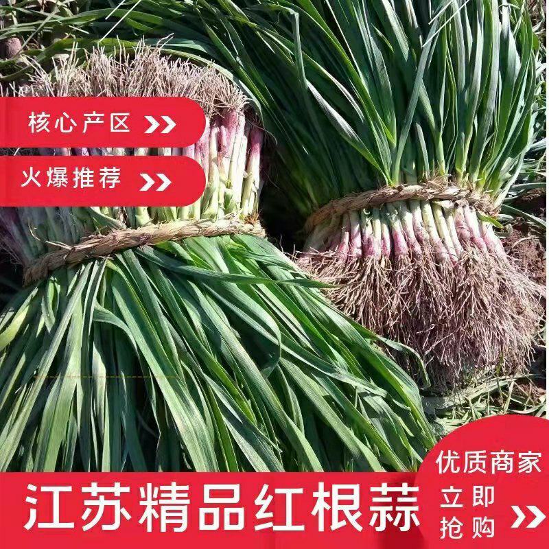 红根蒜苗，产地直供量大从优，欢迎新老朋友前来订购！