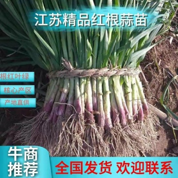 【精品】红根蒜苗产地直销量大从优，欢迎全国新老朋友订购！