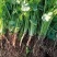 香菜四季有货。一件代发整车发货。大棚香菜，陆地香菜。
