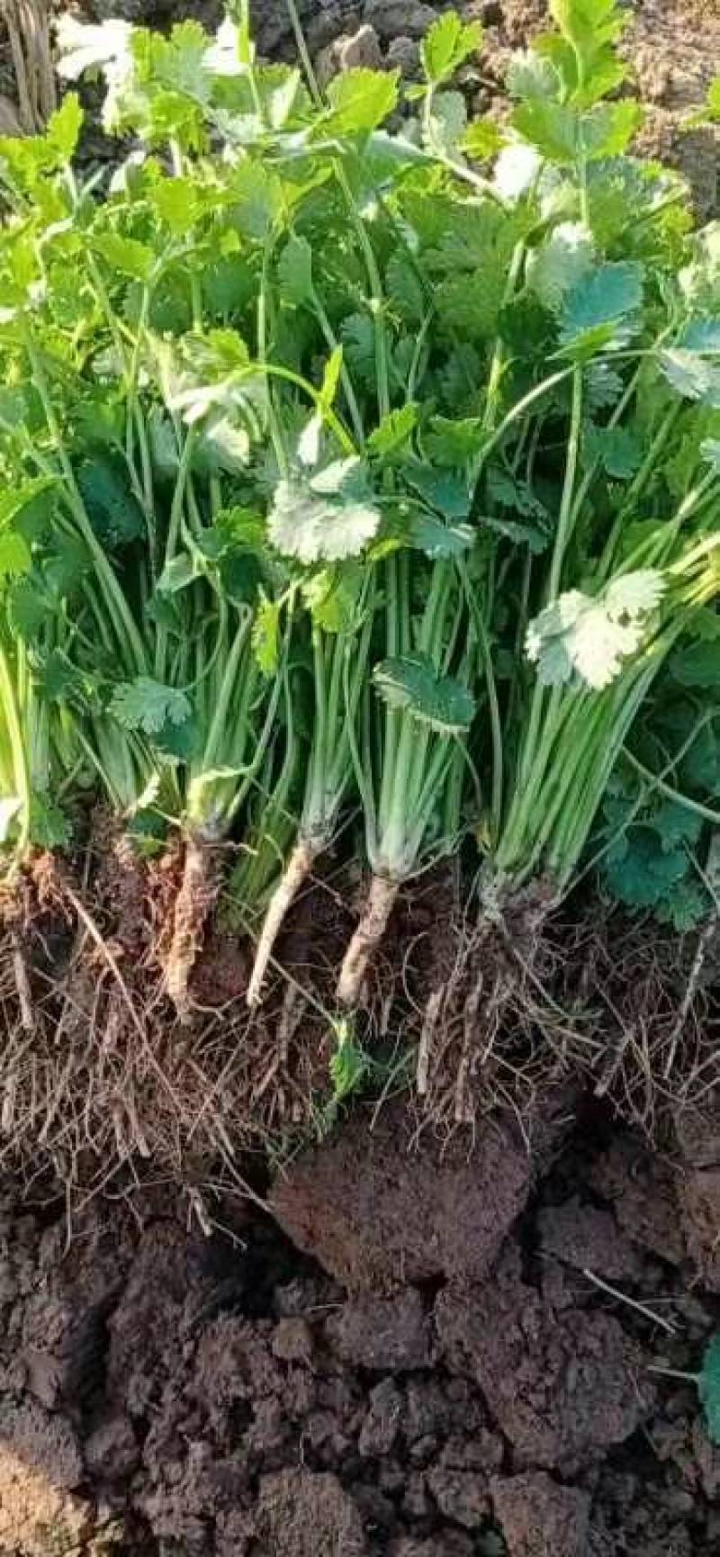 香菜四季有货。一件代发整车发货。大棚香菜，陆地香菜。