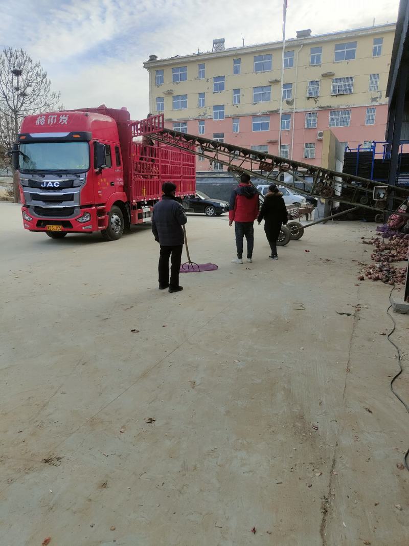 山东聊城洋葱，洋葱批发，各种包装均可，常年代收代发，可精捡