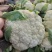 砀山县，菜花，白面青梗，货源充足欢迎新老客户前来订购