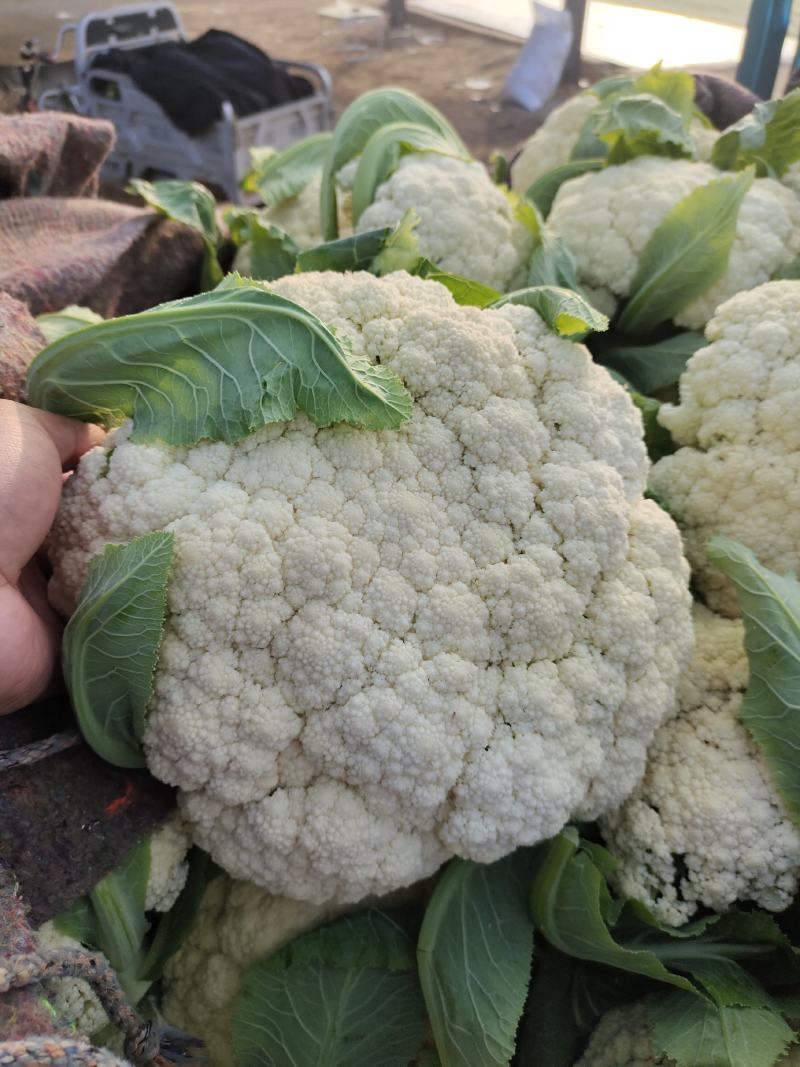 砀山县，菜花，白面青梗，货源充足欢迎新老客户前来订购